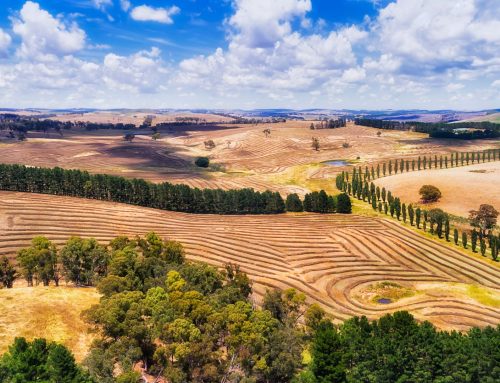 Agroalimentare siciliano: il cuore della tradizione su Zionicolino.it